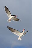 Black Skimmer